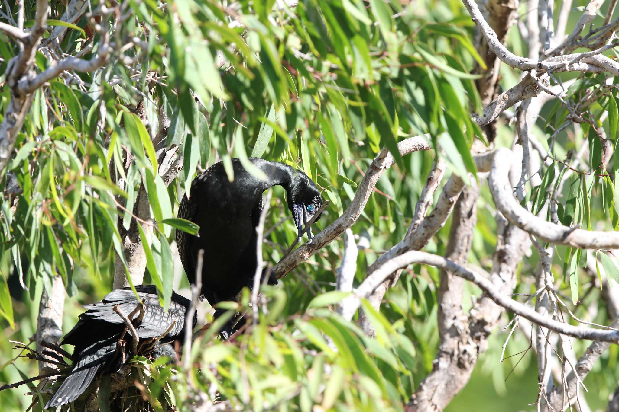 Photo of Little Black Cormorant at Royal Botanic Gardens Sydney by Trio