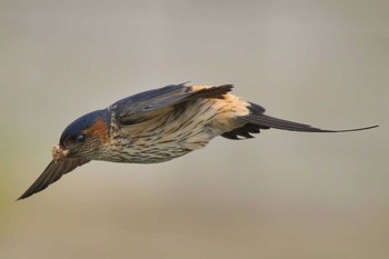 Red-rumped Swallow 福津市 Fri, 5/14/2021