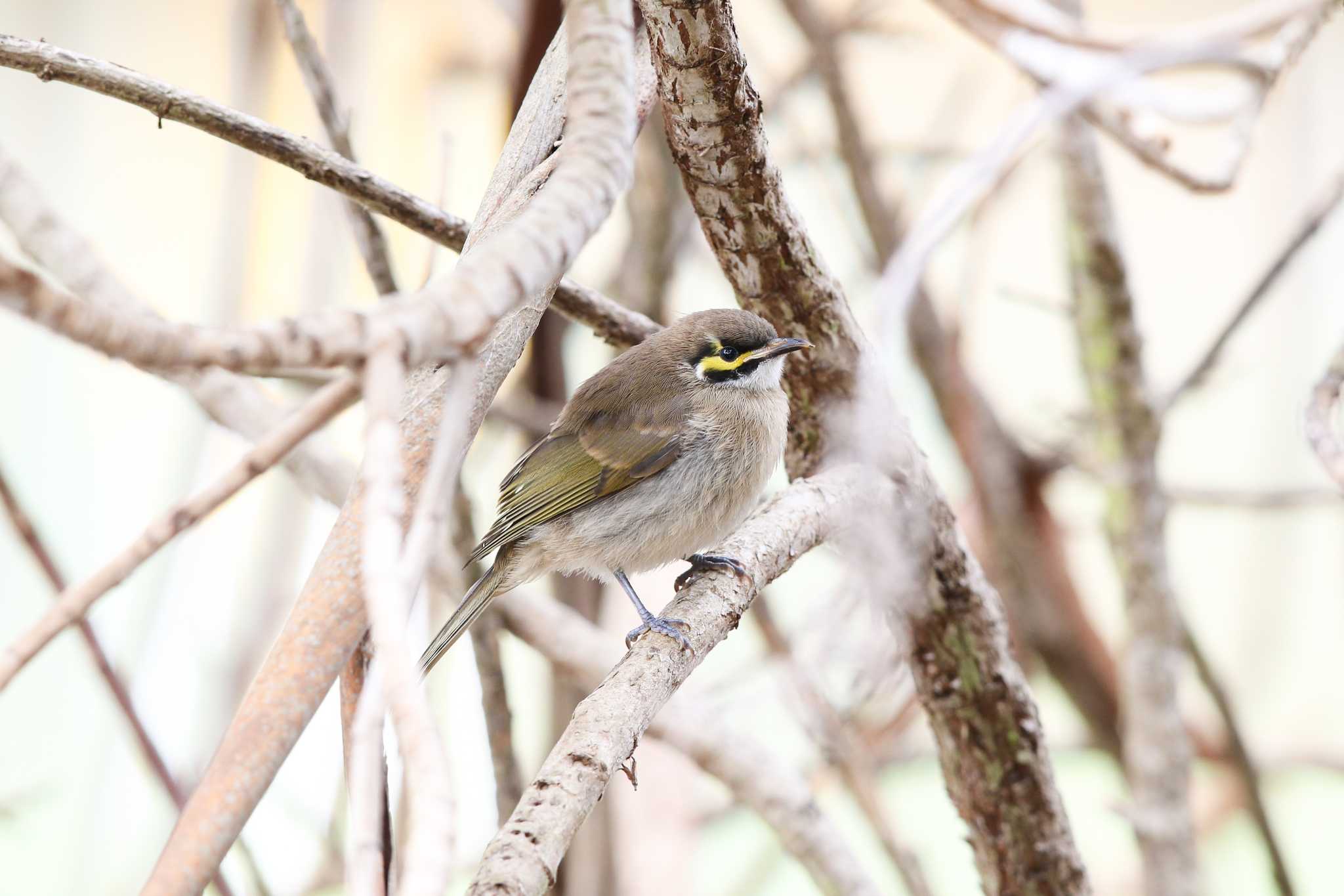 Photo of Yellow-faced Honeyeater at Twelve Apostles Motel & Country Retreat by Trio