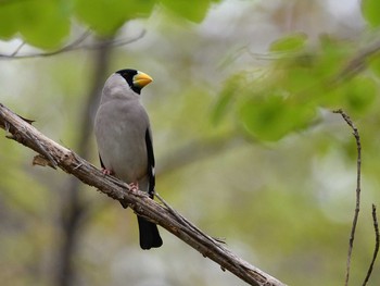 Japanese Grosbeak 北海道 Sat, 5/15/2021