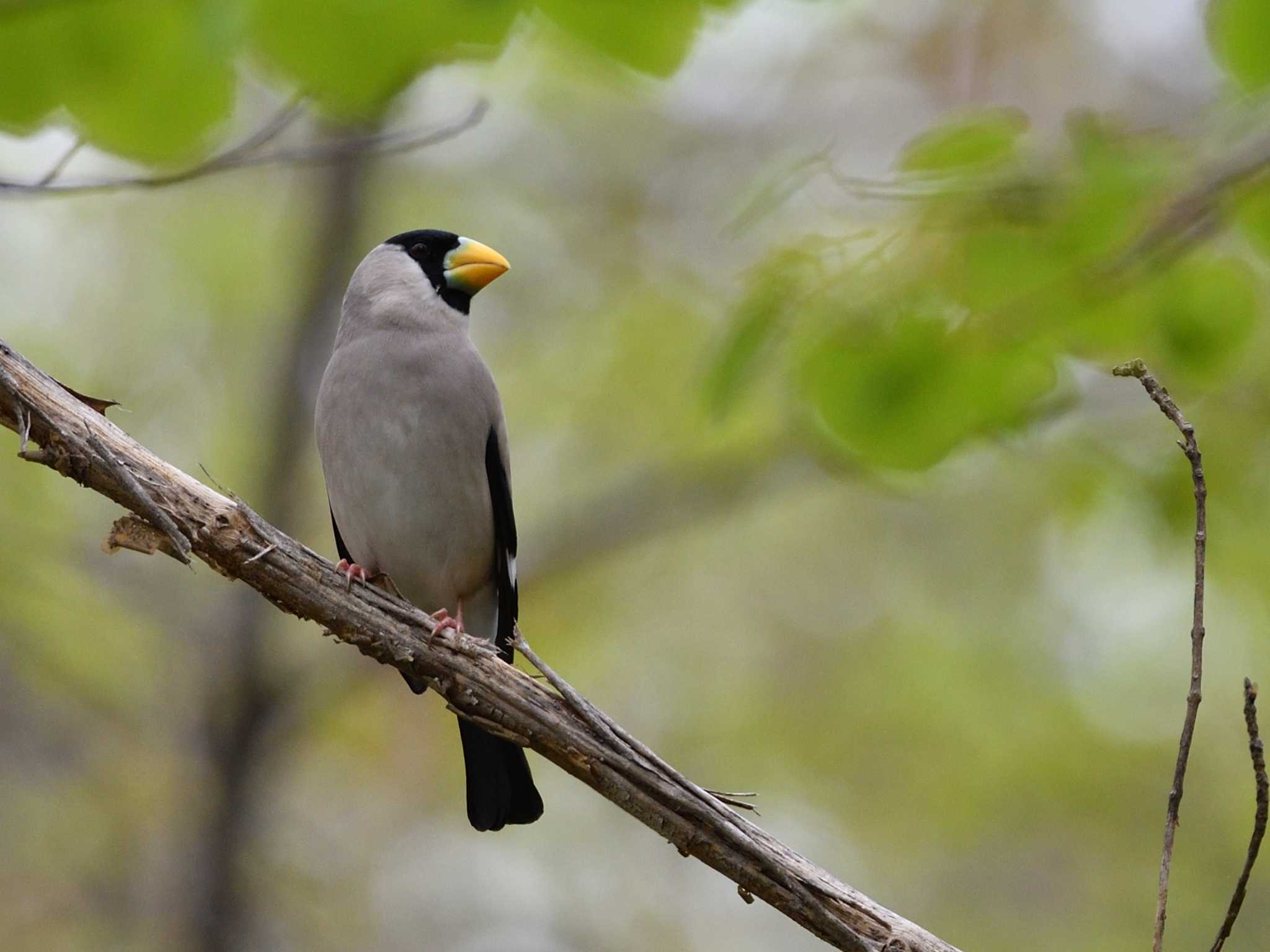 Photo of Japanese Grosbeak at 北海道 by mike2475