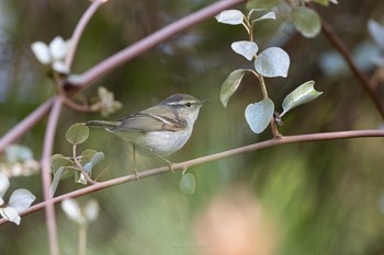 Yellow-browed Warbler Tobishima Island Tue, 5/4/2021