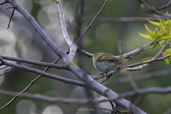 Pallas's Leaf Warbler Tobishima Island Thu, 5/6/2021