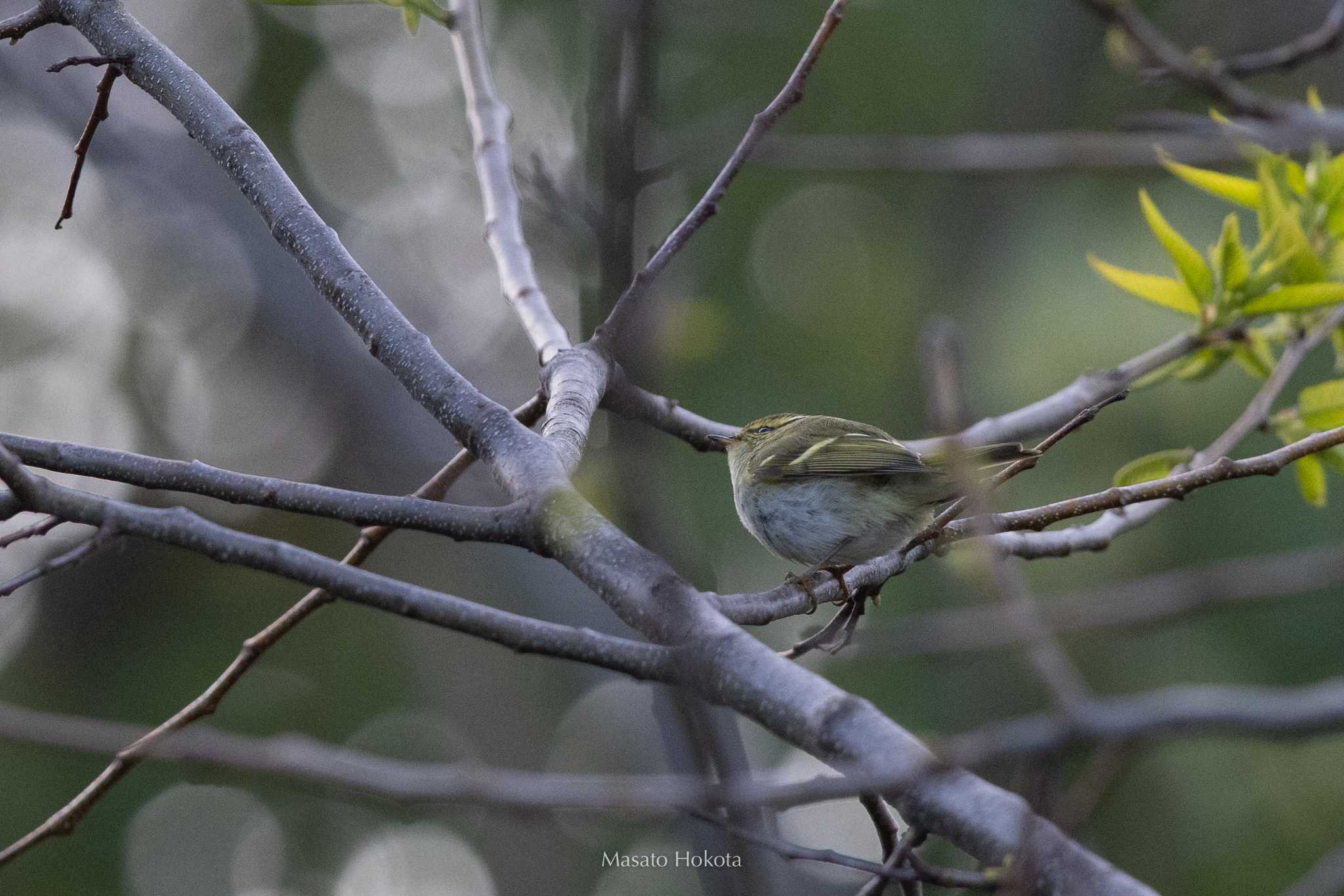 Photo of Pallas's Leaf Warbler at Tobishima Island by Trio