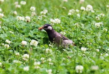 ムクドリ 東京都立桜ヶ丘公園(聖蹟桜ヶ丘) 2021年5月15日(土)