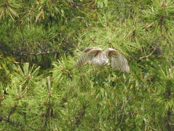 Sat, 5/15/2021 Birding report at Kasai Rinkai Park