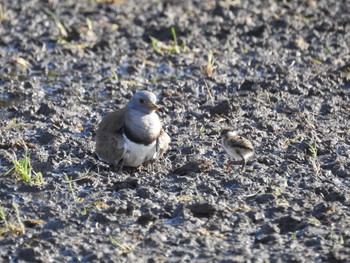 Grey-headed Lapwing 徳島市川内町 Tue, 4/14/2020