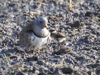 Grey-headed Lapwing 徳島市川内町 Tue, 4/14/2020