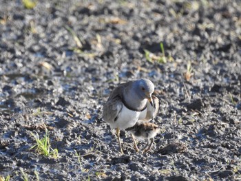 Grey-headed Lapwing 徳島市川内町 Tue, 4/14/2020