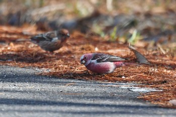 Sun, 3/14/2021 Birding report at 長野県