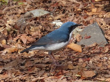 2021年5月15日(土) 柳沢峠の野鳥観察記録