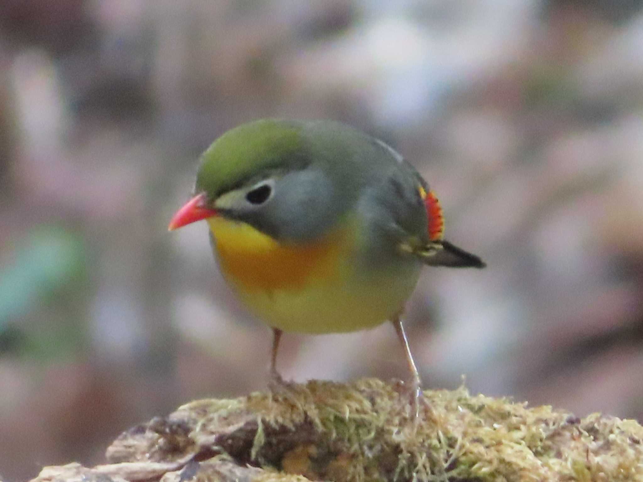 ソウシチョウ