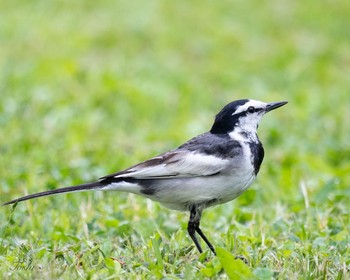 ハクセキレイ 座間谷戸山公園 2021年5月15日(土)