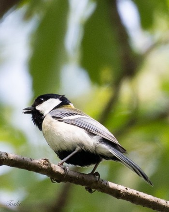 シジュウカラ 座間谷戸山公園 2021年5月15日(土)