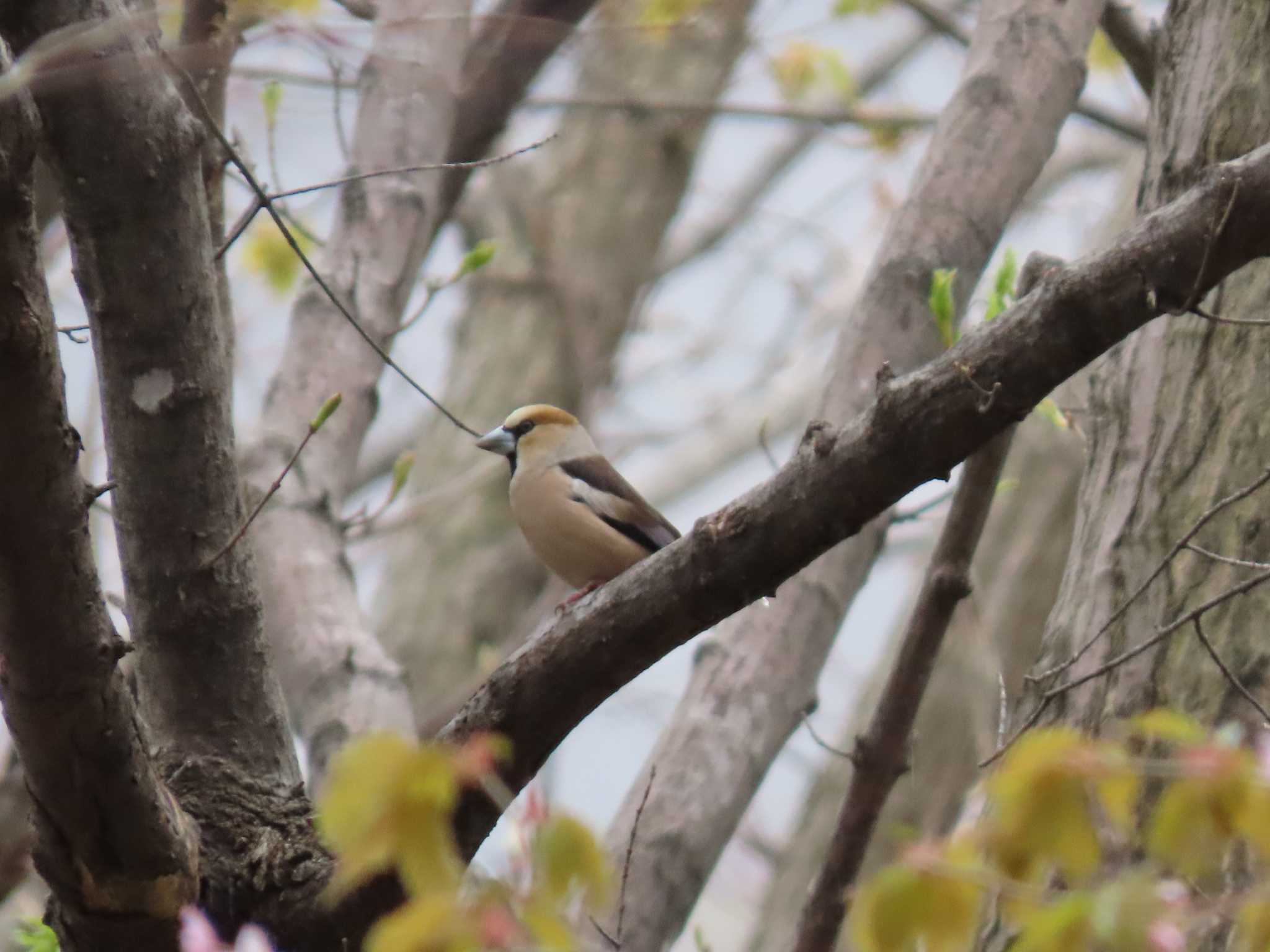 Photo of Hawfinch at Asahiyama Memorial Park by くまちん