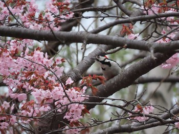 Great Spotted Woodpecker Asahiyama Memorial Park Sun, 5/2/2021