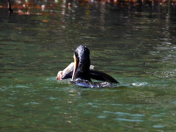 Sun, 2/12/2017 Birding report at 宮城県仙台市・青葉山