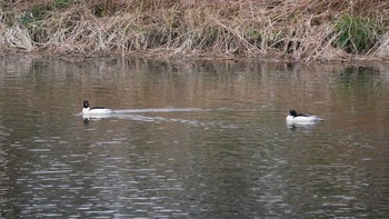 2021年2月9日(火) 松江市の野鳥観察記録