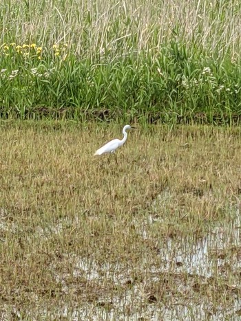 Great Egret Teganuma Sat, 5/15/2021