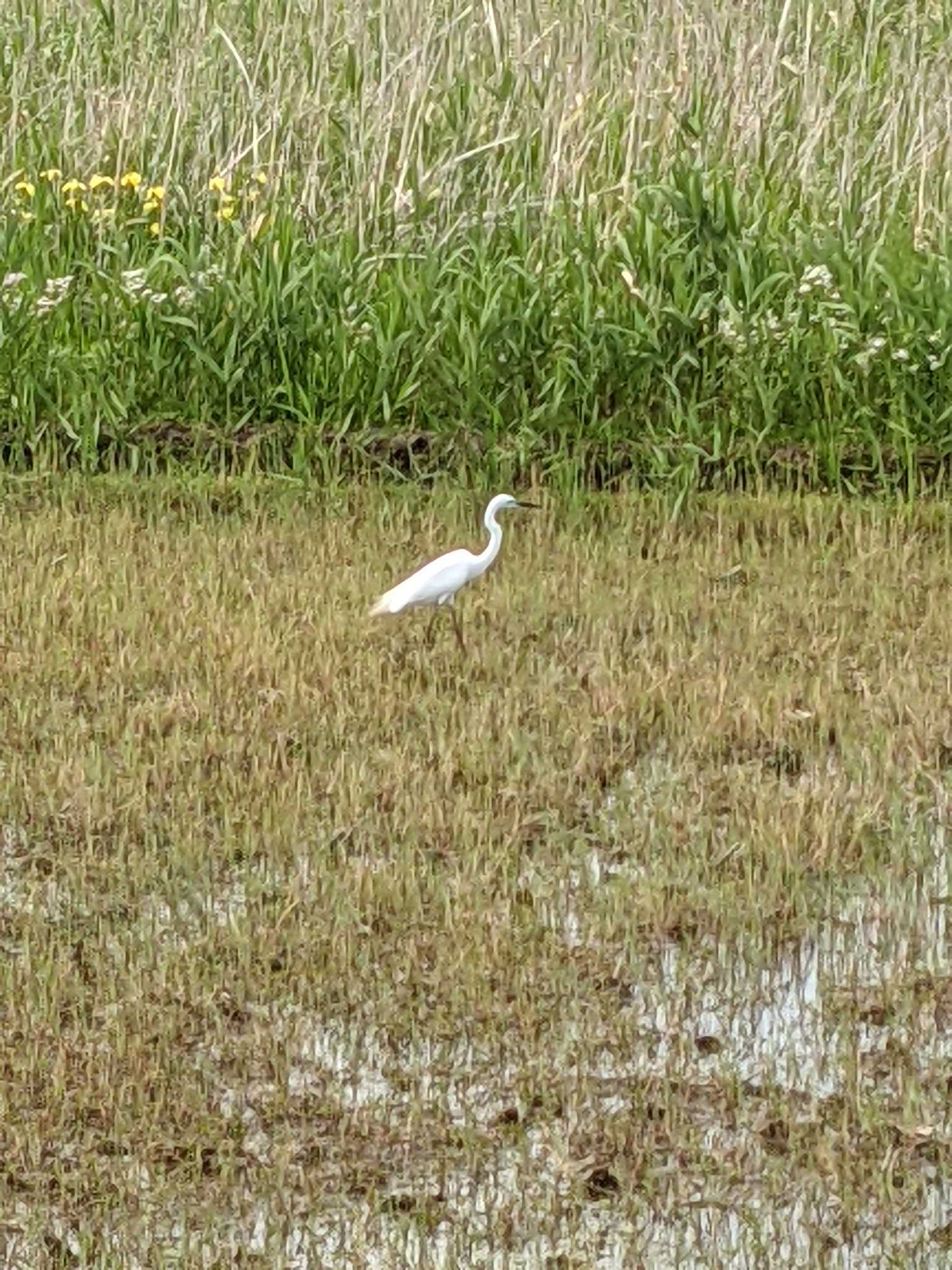 Photo of Great Egret at Teganuma by ちばらぎバーダー（初級）