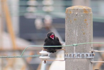 ハシボソガラス 奈良県香芝市 2021年5月12日(水)