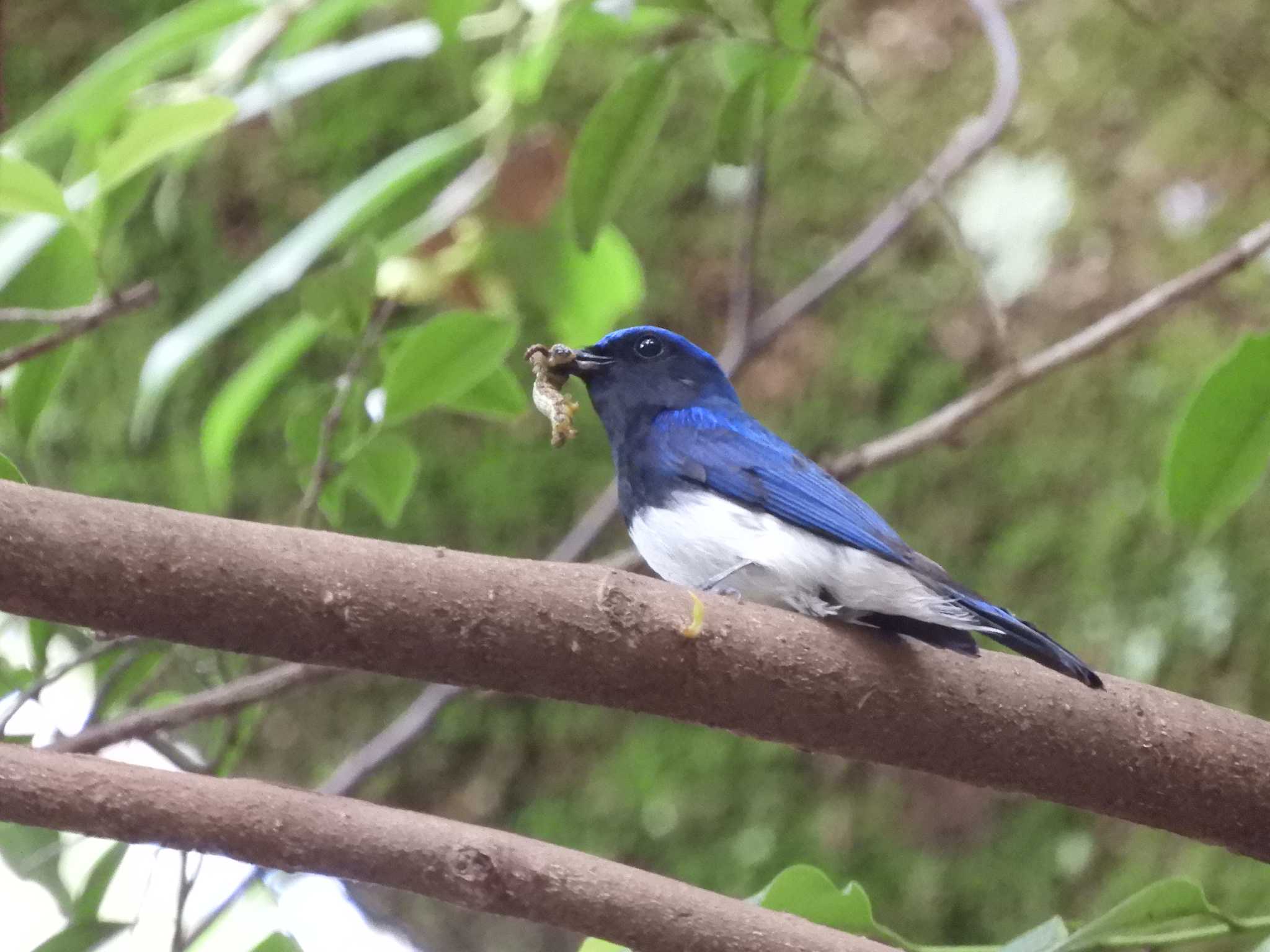 Blue-and-white Flycatcher