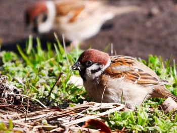 Eurasian Tree Sparrow 宮城県仙台市・青葉山 Sun, 2/12/2017