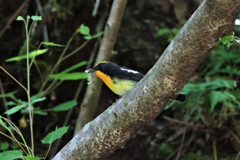 2021年5月15日(土) 早戸川林道の野鳥観察記録