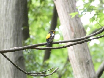 2021年5月15日(土) 石神井公園の野鳥観察記録