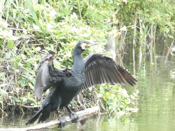 カワウ 石神井公園 2021年5月15日(土)