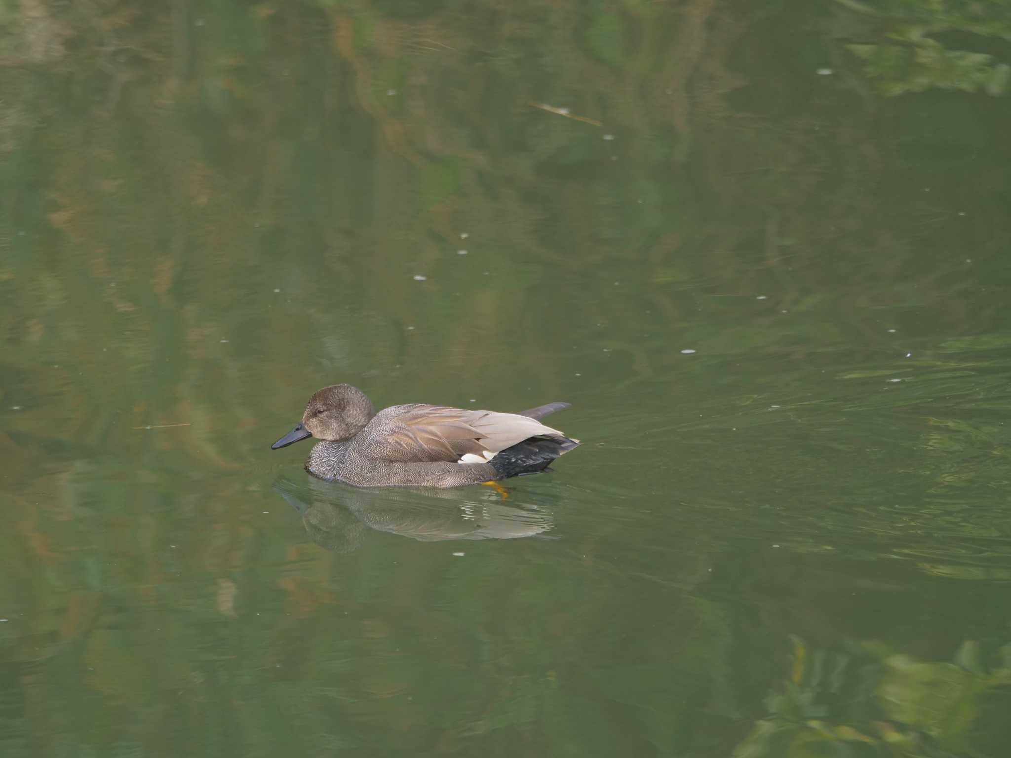 Gadwall