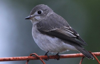 コサメビタキ 紀伊山地 2021年5月10日(月)