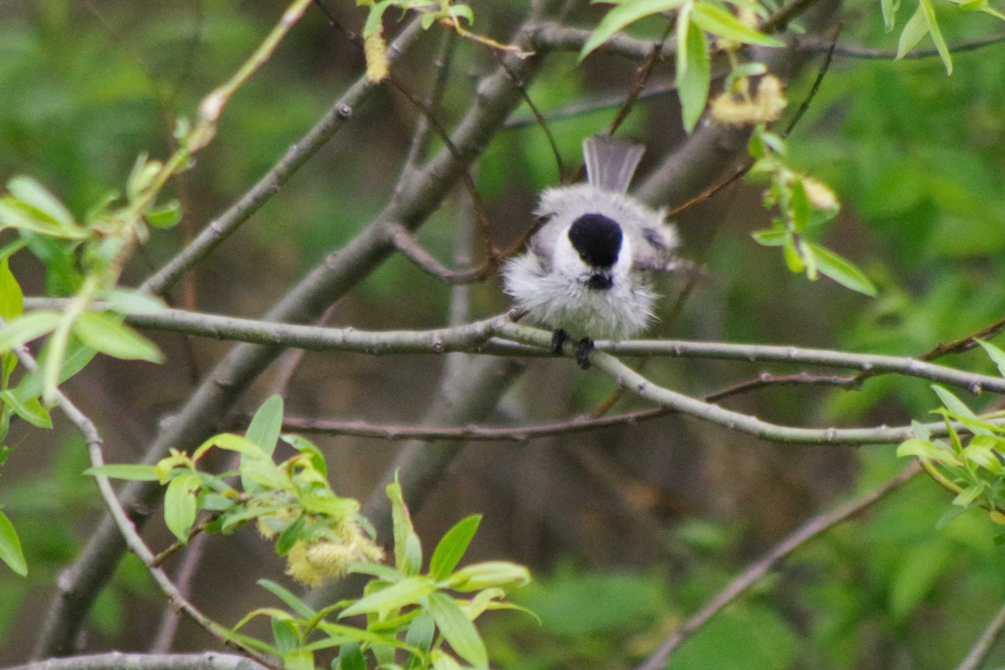 ハシブトガラ