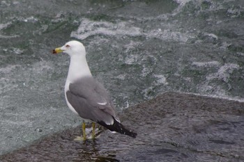 Slaty-backed Gull 福井緑地(札幌市西区) Sat, 5/15/2021