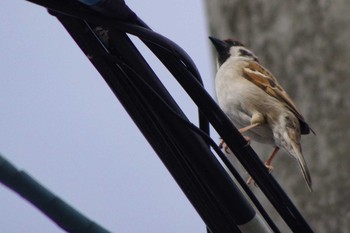 Eurasian Tree Sparrow 福井緑地(札幌市西区) Sat, 5/15/2021