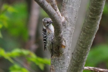 Japanese Pygmy Woodpecker(seebohmi) 福井緑地(札幌市西区) Sat, 5/15/2021