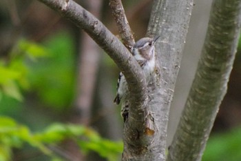 Japanese Pygmy Woodpecker(seebohmi) 福井緑地(札幌市西区) Sat, 5/15/2021