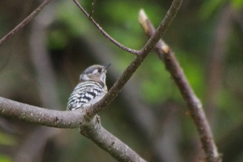 Japanese Pygmy Woodpecker(seebohmi) 福井緑地(札幌市西区) Sat, 5/15/2021