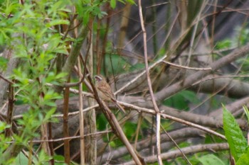 Meadow Bunting 福井緑地(札幌市西区) Sat, 5/15/2021