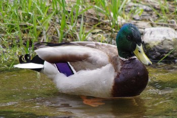 Mallard 福井緑地(札幌市西区) Sat, 5/15/2021