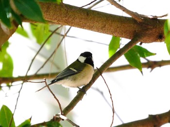 2017年2月12日(日) 宮城県仙台市・榴岡公園の野鳥観察記録