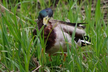 Mallard 福井緑地(札幌市西区) Sat, 5/15/2021