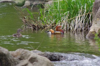 Mandarin Duck 福井緑地(札幌市西区) Sat, 5/15/2021