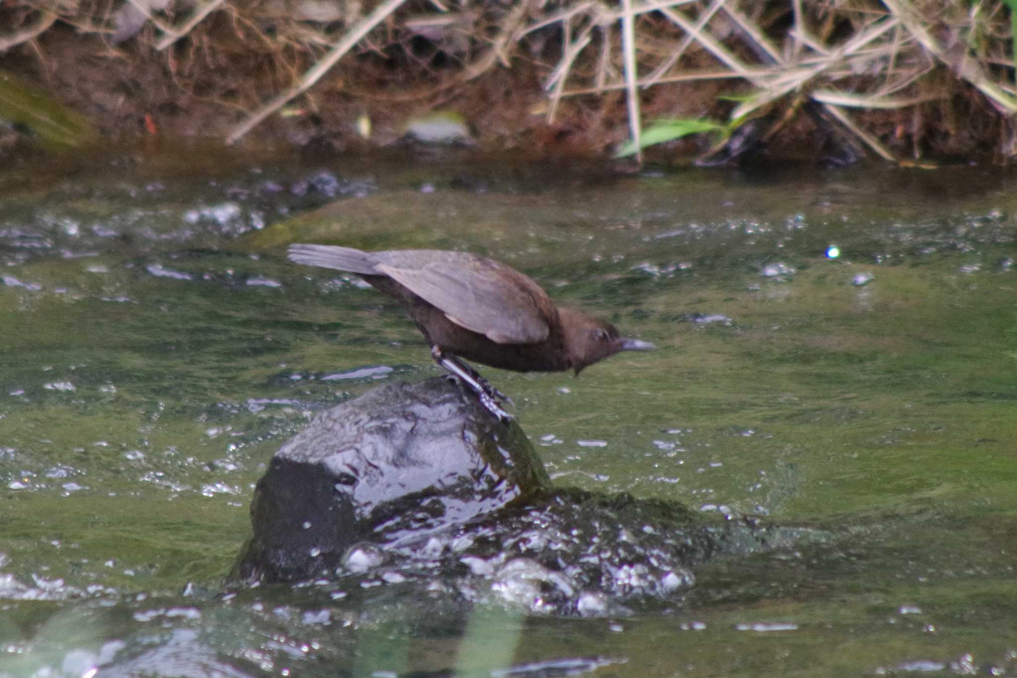 福井緑地(札幌市西区) カワガラスの写真 by 98_Ark (98ｱｰｸ)