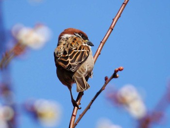 Eurasian Tree Sparrow 宮城県仙台市・榴岡天満宮 Sun, 2/12/2017