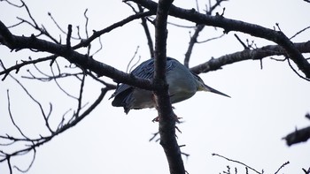 2021年5月15日(土) 鑁阿寺の野鳥観察記録