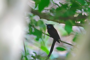 2021年5月15日(土) 早戸川林道の野鳥観察記録