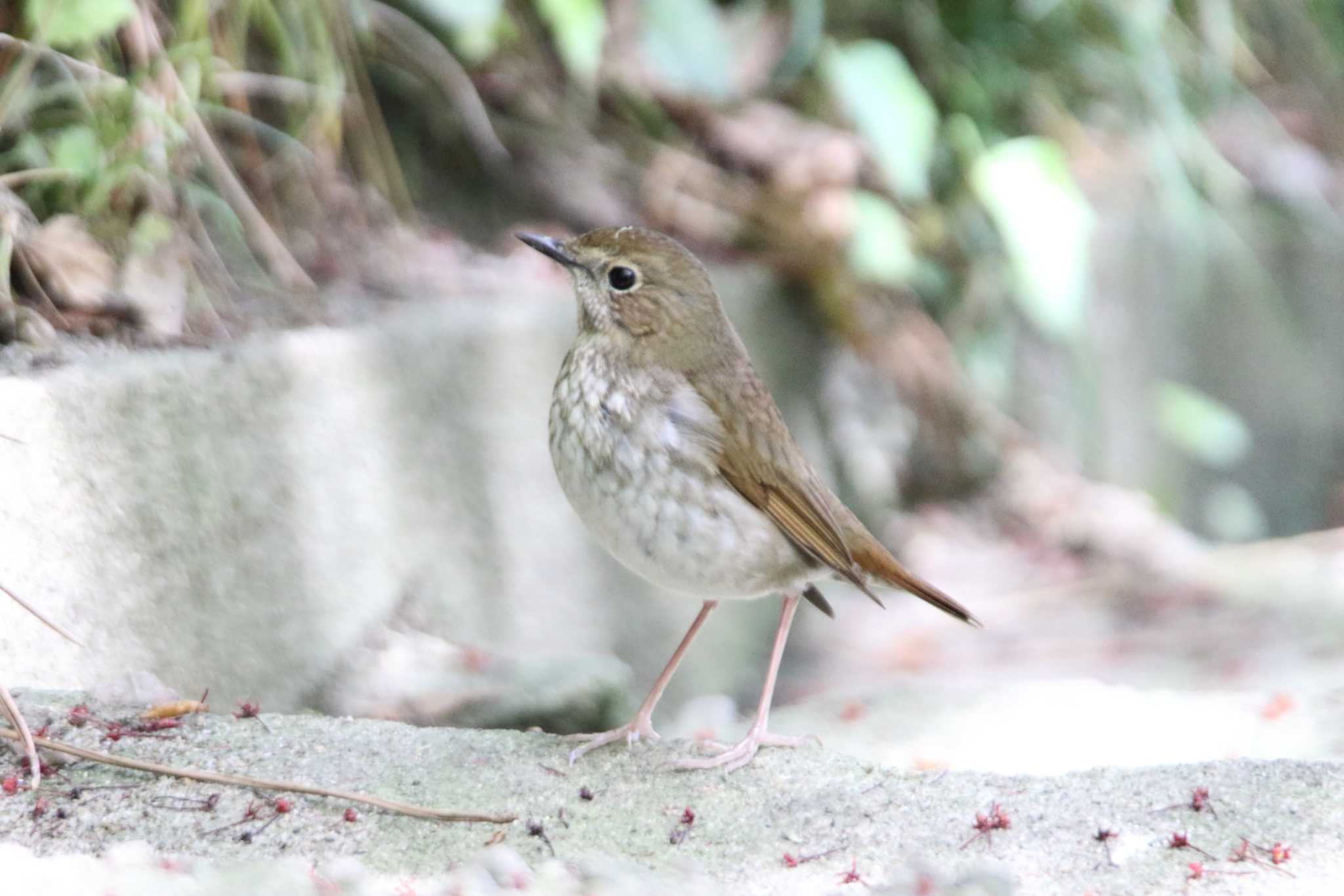 Photo of Rufous-tailed Robin at 日和山公園(酒田市) by マイク