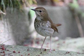 Rufous-tailed Robin 日和山公園(酒田市) Mon, 5/10/2021