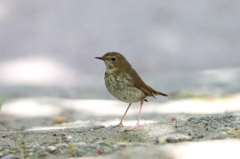 Rufous-tailed Robin 日和山公園(酒田市) Mon, 5/10/2021